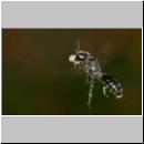 Pemphredon sp Grabwespe 13a 10mm beim Blattlauseintrag.jpg